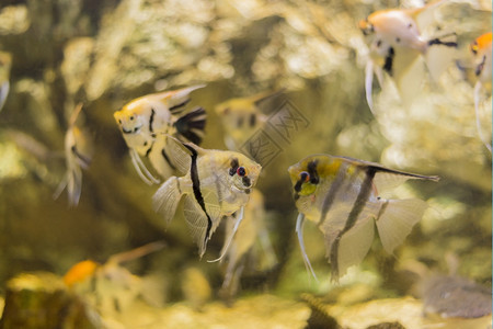 荒野海鱼在水底生物中观测到海鱼水下珊瑚图片