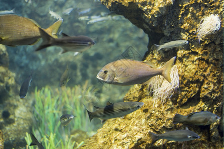 水族馆地中海式荒野鱼在水底生物中观测到海鱼图片