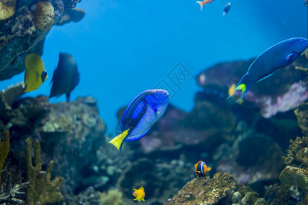 海鱼在水底生物中观测到海鱼深的异国情调水下图片