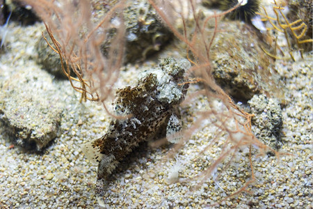 海鱼在水底生物中观测到海鱼潜水洋野生动物图片