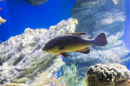 水下族馆自然海鱼在水底生物中观测到海鱼图片