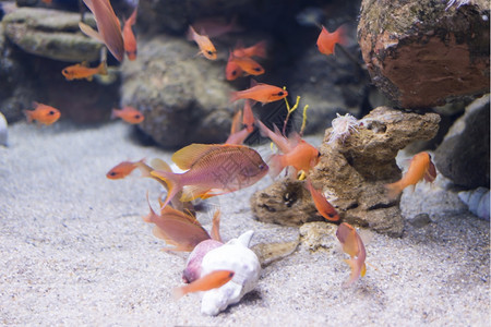 动物水族馆深的海鱼在水底生物中观测到海鱼图片