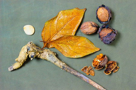 天然胡桃有干叶枝和卵石外壳棕色的树叶图片