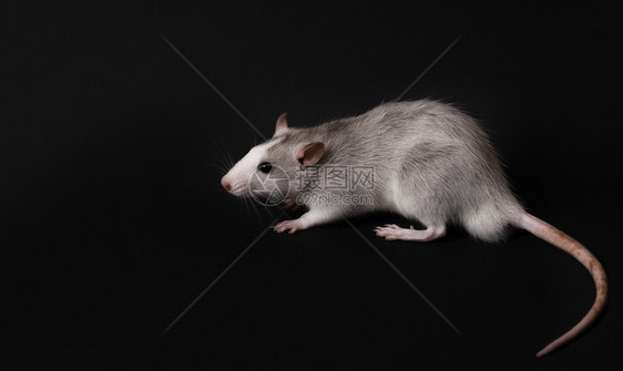 害羞的毛茸在深黑色背景上孤立的幼灰鼠啮齿动物宠家养老鼠特写正在看相机哺乳动物图片