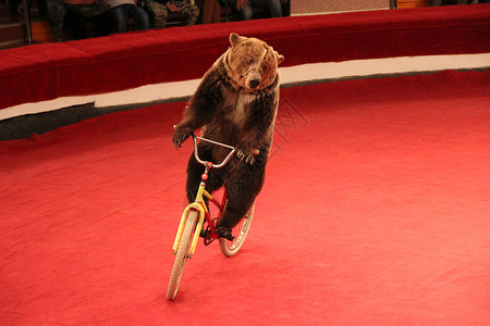 场周围与训练有素的熊一起在马戏团表演训练有素的熊在马戏团图片素材