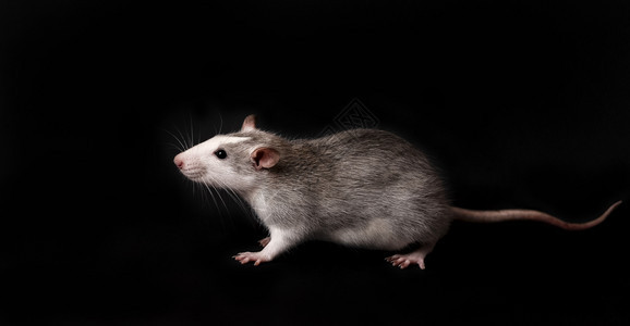 害虫灰色老鼠隔离在黑背景上象征鼻子图片