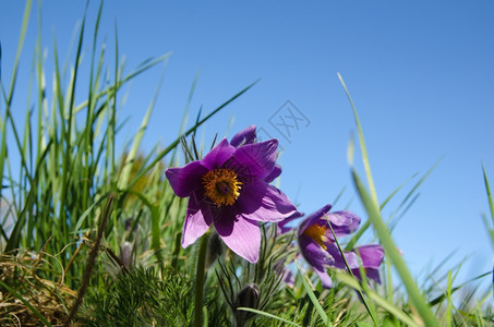 蓝色天空的彩花紧贴低视野图像颜色植物如画图片