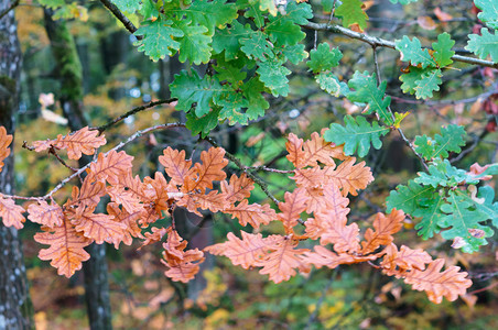 秋叶黄橡树白杨红秋黄橡树空白的季节子图片