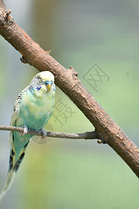 在树枝上平衡的蓝色和黄粘糊面鸟类学宠物蓝图片