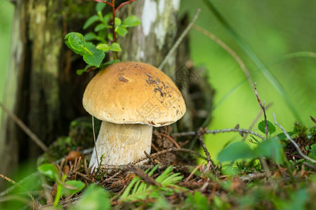 喀尔巴阡山脉的白蘑菇生长菌植物食图片