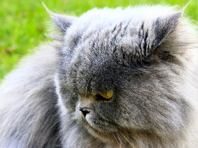 灰色的波斯猫图片