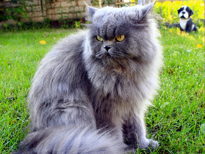 灰色的波斯猫图片