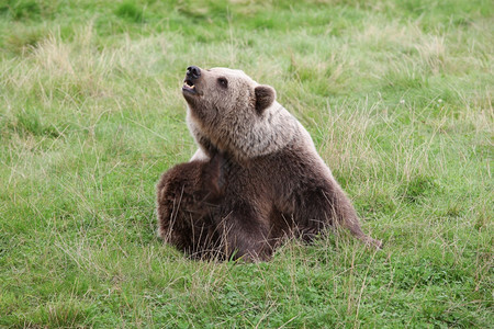 野生动物丹麦棕熊在大自然中可爱的图片