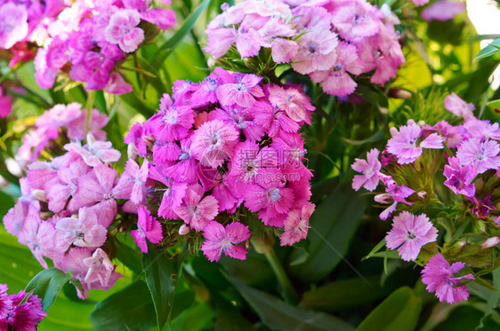 开花植物群Dianthuscaryophyllus花丁香园的红色和粉花丁香园红色和粉花Dianthus花束图片