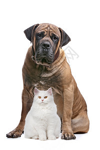 纯种猫科动物一只白和大狗在白色背景面前动物图片