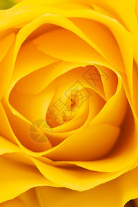 黄玫瑰背景色近身镜头抽象花岗背景绽放光滑的盛开图片