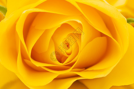 斯克莱兹涅夫新鲜的黄玫瑰背景色近身镜头抽象花岗背景瓣图片