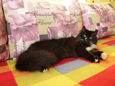 猫睡在多彩沙发上黑猫睡在多彩沙发上舒适哺乳动物自在图片