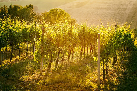 乡村的葡萄藤莫罗意大利三月日落时的葡萄园排图片