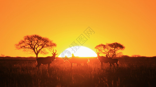 橙Hartebeest野生动物非洲的日落魔法辉煌户外图片