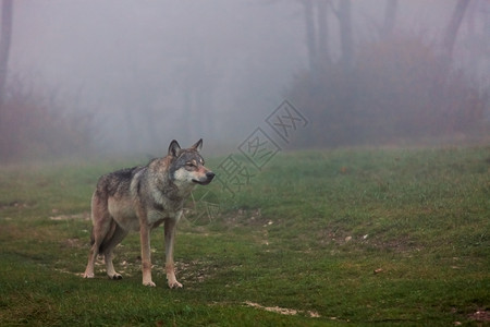 野生动物狼站在秋天欧洲灰狼的田里动物生图片
