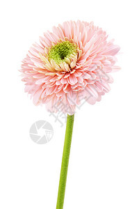 粉红色的雪贝拉花在白色背景上与世隔绝粉红的GerberaDaisy植物群夏天美丽图片