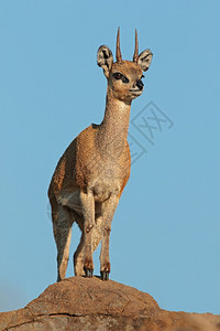 国民荒野南非克鲁格公园一只小羚羊Oreotragusoreotragus站在岩石上非洲人图片