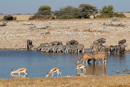 哺乳动物自然纳米比亚Etosha公园伊托沙水坑的平原斑马蓝色野生动物春虫和kuduantelopes警惕图片
