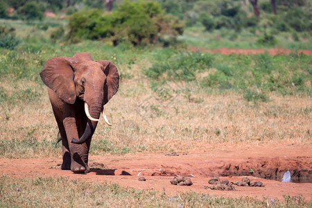 红象正在肯尼亚的草原上行走红象正在肯尼亚的草原上行走公园国民沙漠图片