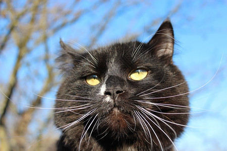邪恶的眼花缭乱动物蓝天背景下有邪恶目光的黑猫图片