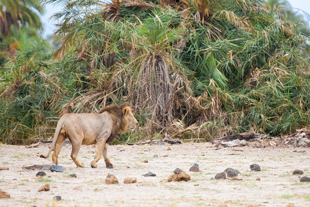猫科动物衬套荒野一只狮子在灌木丛中走散在肯尼亚游猎图片