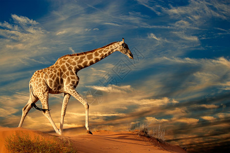 骆驼GiraffeGiraffacommerlopardalis在带云的沙丘上行走腿哺乳动物图片
