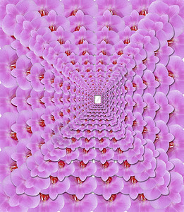 粉红花瓣香兰朵的粉红椰美貌图案浪漫的精美异国情调图片