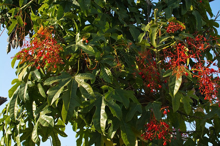 针叶天9月在西班牙马洛卡Mallorca的BRACHYCHICTON灭火器树的鲜花夏天图片