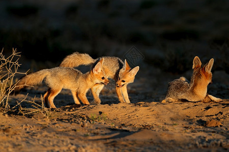 捕食者CapeFoxesVulpesChama在南非卡拉哈里沙漠的清晨光照亮时在他们的巢穴里野生动物狐狸图片