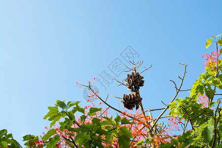 颜色夏天植物9月在西班牙马洛卡Mallorca的BRACHYCHICTON灭火器树的鲜花图片