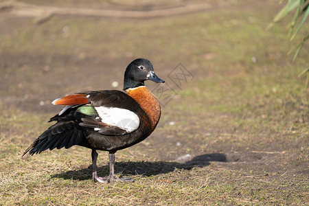 澳大利亚ShelduckTadornatadornoides澳大利亚的野生动物路德维希鸭澳大利亚人图片