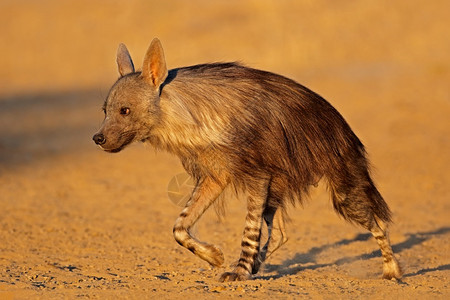 南非卡拉哈里沙漠的棕色土狼Hyaenabrunnea警报丑陋凶猛图片