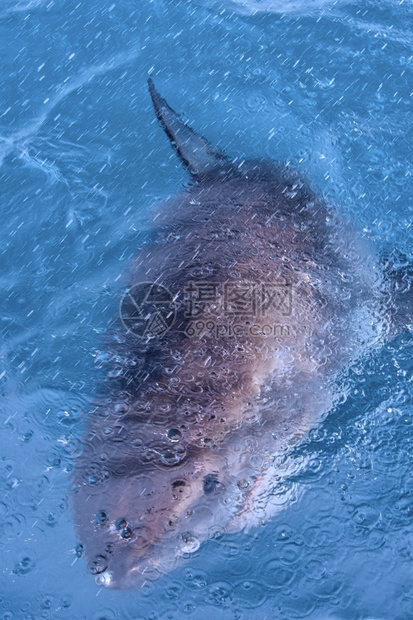 栖息地动物卡查里亚斯大白鲨CarcharodoncarchariasGansbaai西开普省南非洲GreatWhiteShark图片