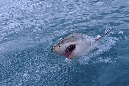 大白鲨鱼卡查罗东珊瑚礁甘斯巴伊西开普南非洲避难所生态旅游物多样图片