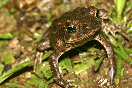 热带拖阿德雨林纳波河流域亚马逊雨林厄瓜多尔亚马逊美洲青蛙生物多样动群图片