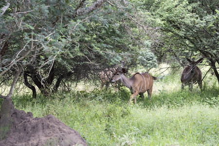 草食动物在非洲南部的Safari自然公园中尼亚拉羚羊步行图片