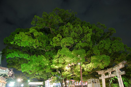 酒井传统的月球节MozuHachimangu神社月亮节在日本大阪萨凯市的MozuHachimangu神社可见的是日本大门Tori图片