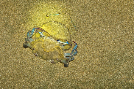 避难所荒野螃蟹马里诺巴莱纳公园乌维塔德奥萨蓬雷纳斯哥达黎加中美洲国动物学图片