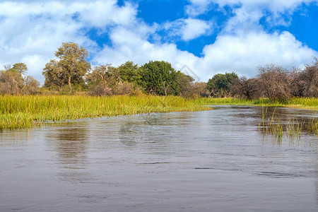 绿环境新鲜的Okavango湿地景观OkavangoDelta教科文组织世界遗产址博茨瓦纳拉姆萨尔韦特兰图片
