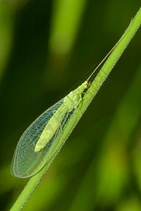 生态系统绿草蛉瓜达拉马公园塞哥维亚卡斯蒂利和莱昂西班牙欧洲绿草蛉西班牙节肢动物自然背景图片