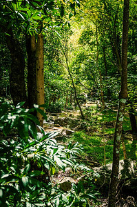 溪落下桑在森林中泰国自然公园图片