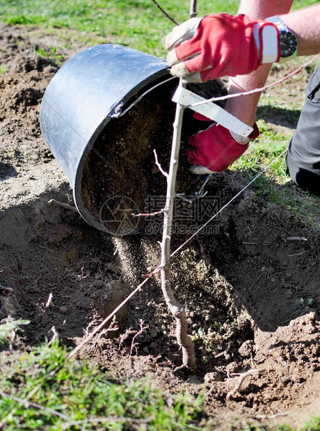 园丁人在里的早春将一棵树植入个洞里生长户外图片