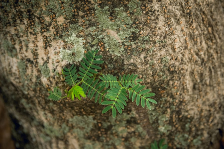 树干生长在腐烂的树皮上植物学新的图片