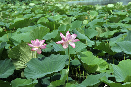 绽放植物学莲花植物A池塘图片